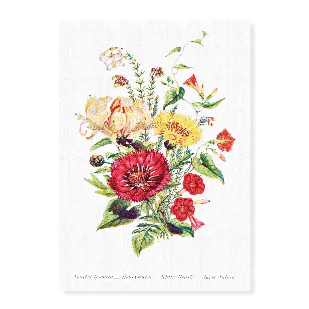 Scarlet Ipomoea, Honeysuckle, White Heath and Sweet Sulian - Art Print