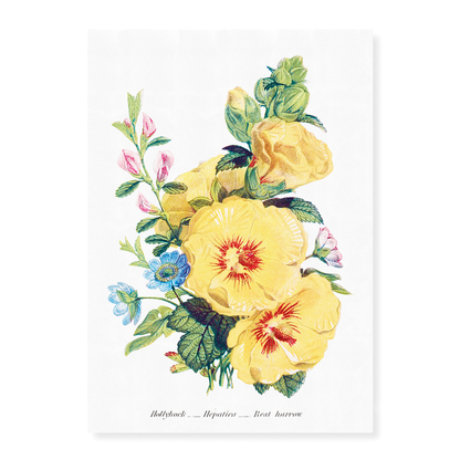 Hollyhock, Hepatica and Rest Harrow  - Art Print