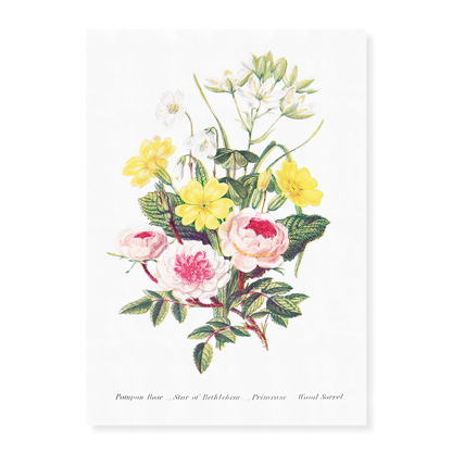 Pompon Rose, Star of Bethlehem, Primrose and Wood Sorrel - Art Print