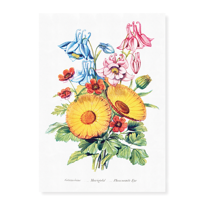 Columbine, Marigold and Pheasant's Eye - Art Print