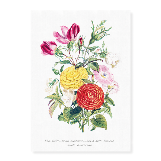 White Violet, Small Bindweed, Red and White Rosebud and Asiatic Ranunculus - Art Print