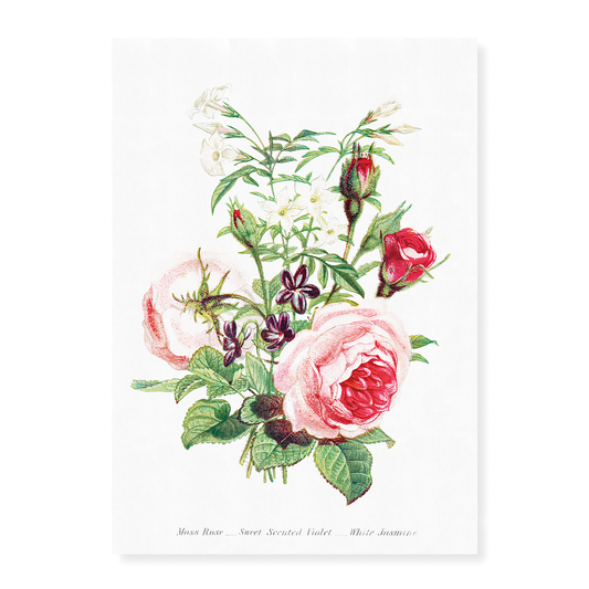 Moss Rose, Sweet Scented Violet and White Jasmine - Art Print