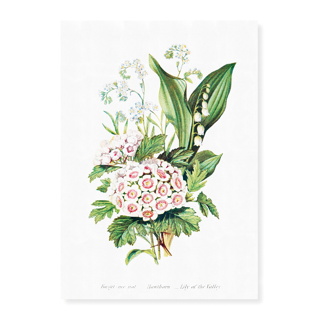 Forget Me Not, Hawthorn and Lily of the Valley - Art Print