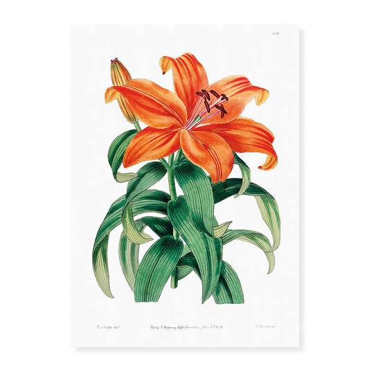 Thunberg's orange lily - Art Print