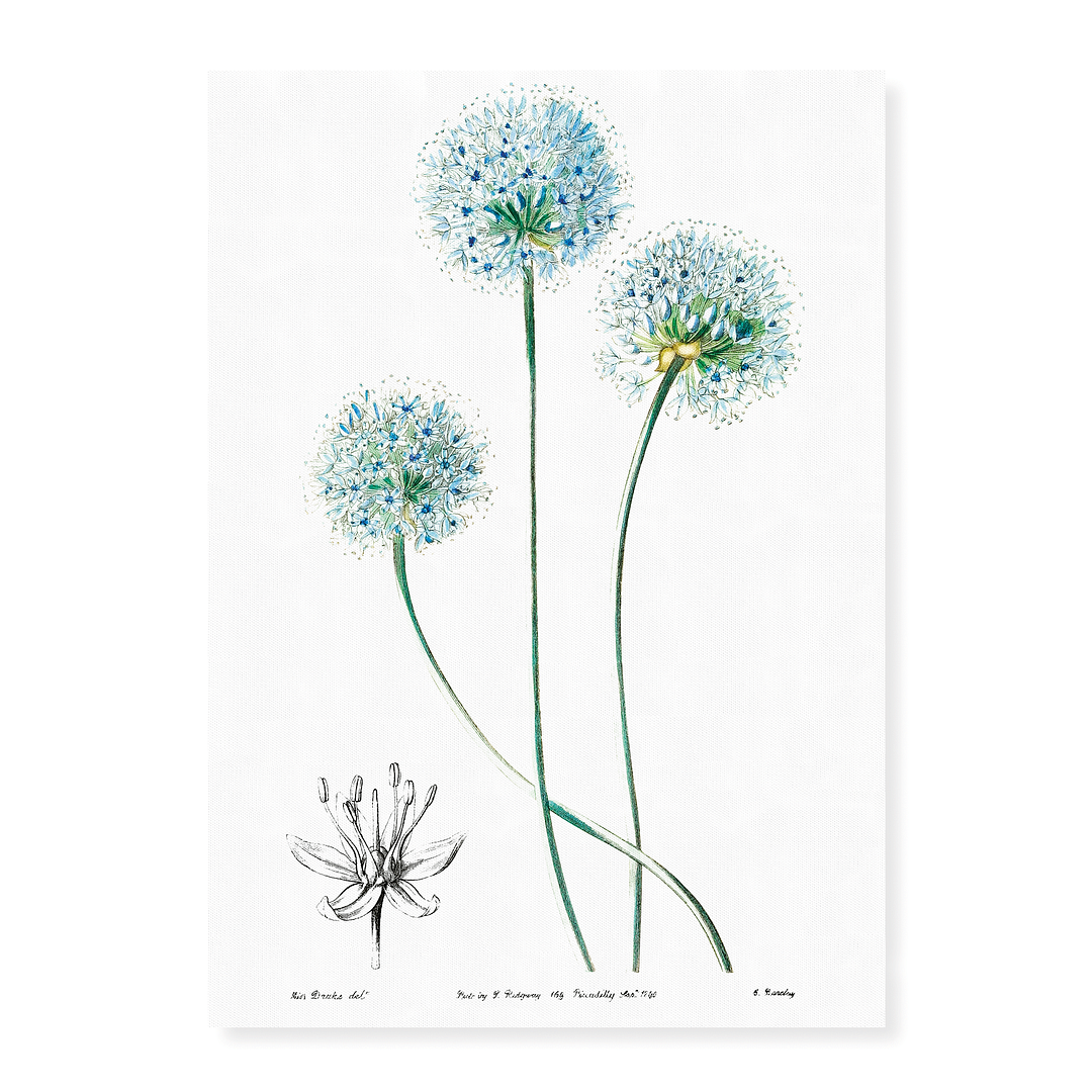 Blue leek - Art Print