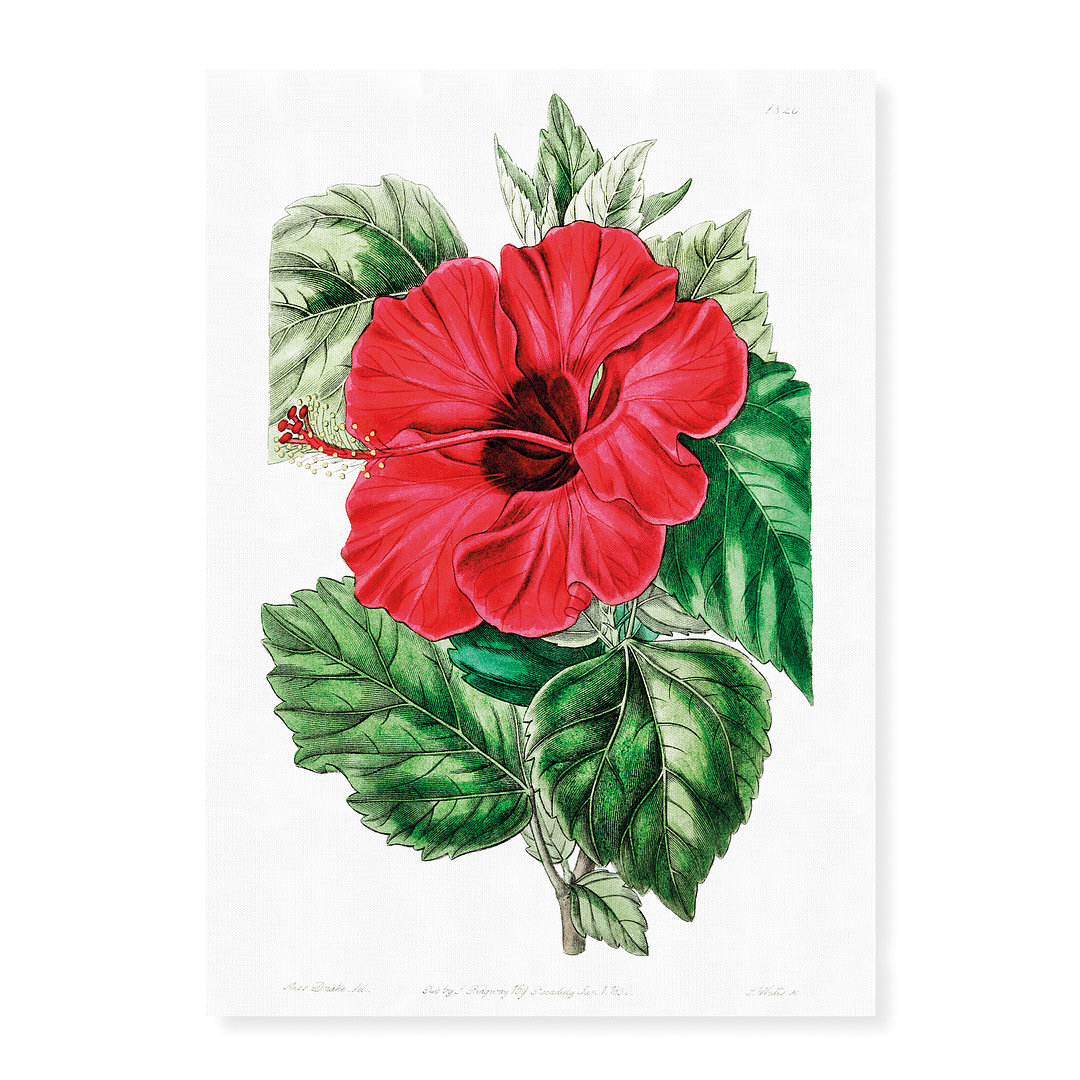 Single-flowered Chinese rose mallow  - Art Print