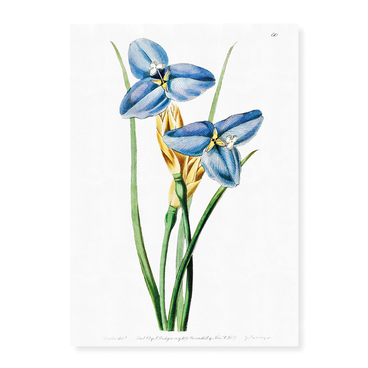 Sapphire patersonia - Art Print