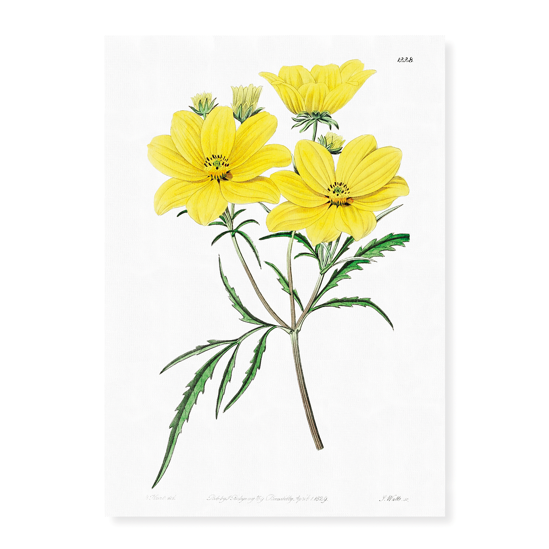 Golden coreopsis - Art Print