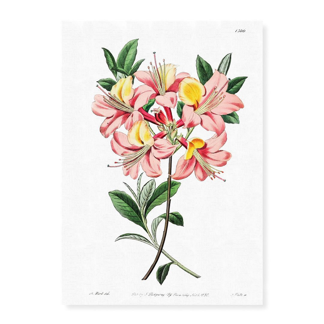 Changeable pontic azalea - Art Print