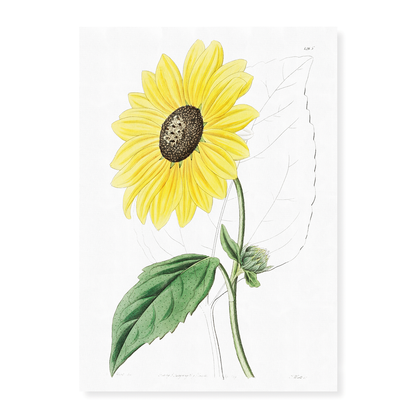 Californian Sunflower - Art Print