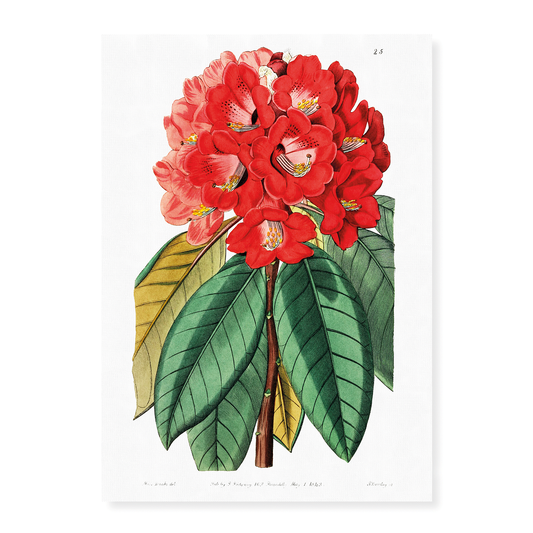 Rhododendron rollissonii - Art Print