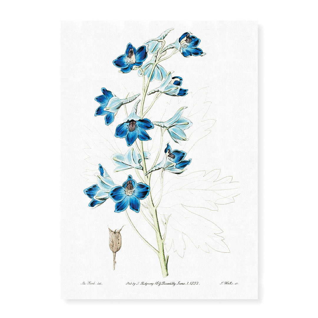 Shewy delphinium - Art Print