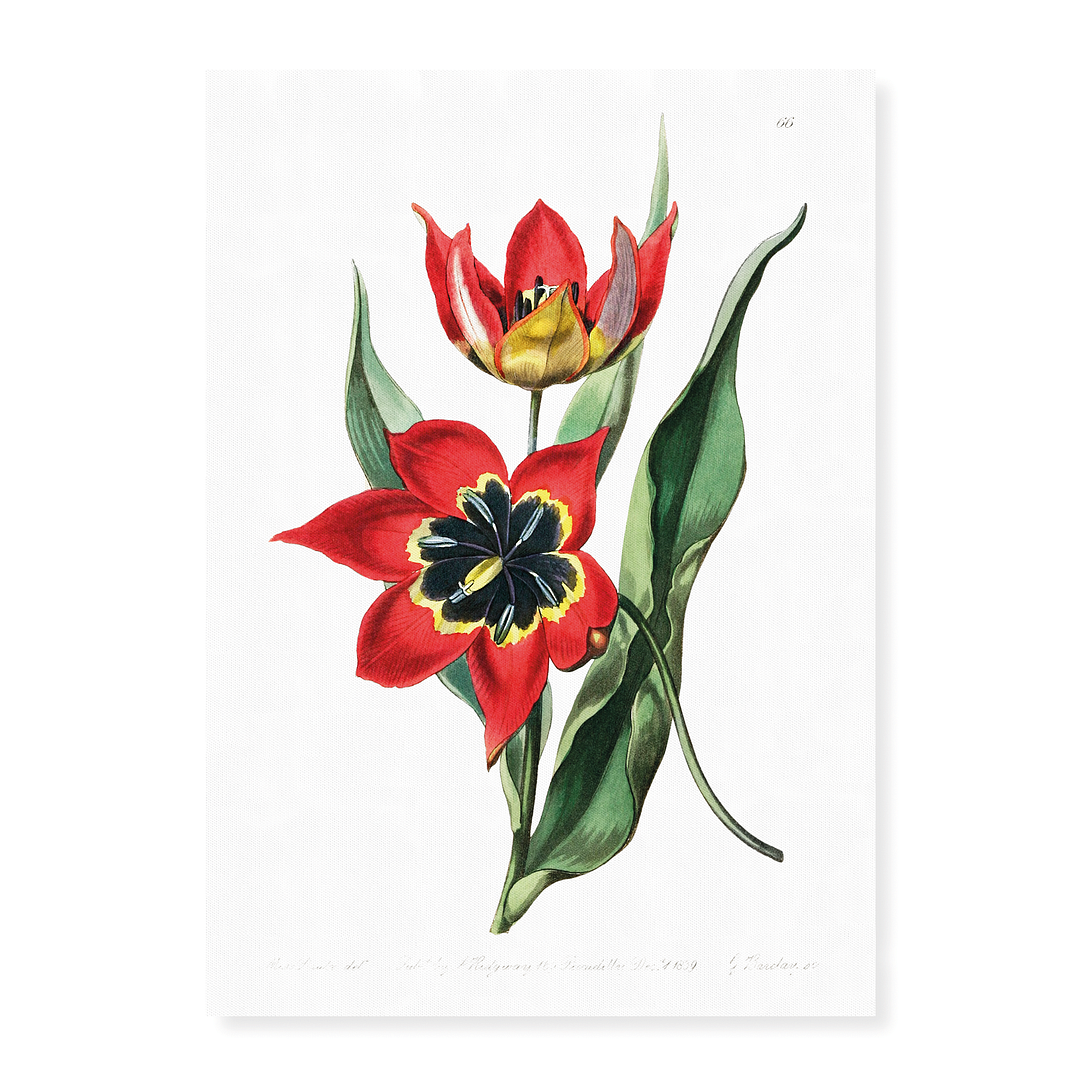 Strong smelling tulip - Art Print