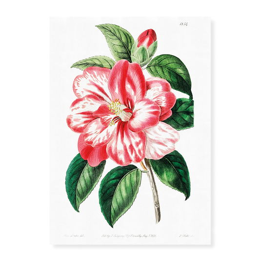 Donckelaer's japan camelia - Art Print