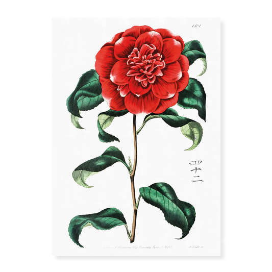 Mr. Reeves's crimson camellia - Art Print