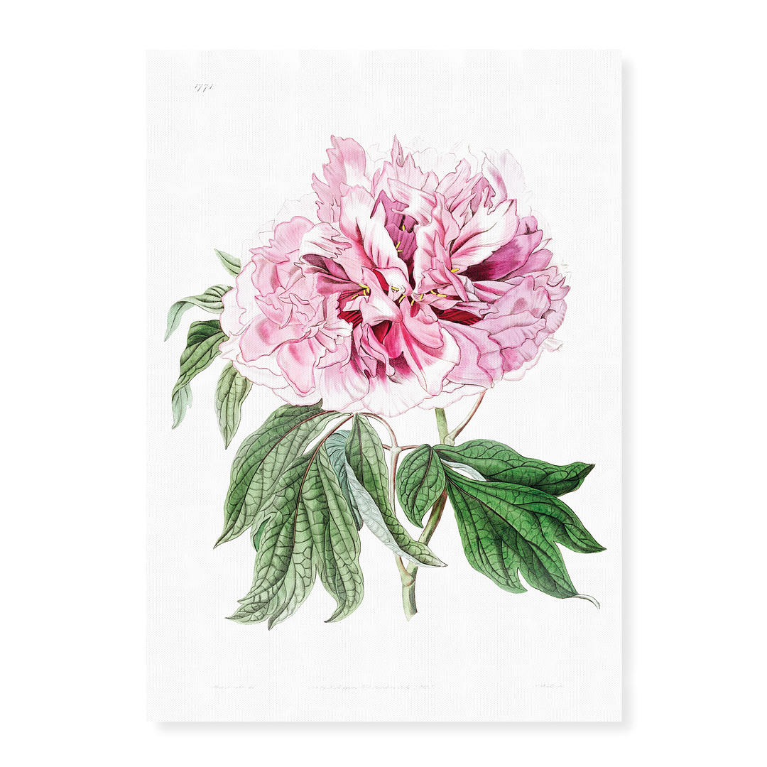 Double red curled tree peony - Art Print