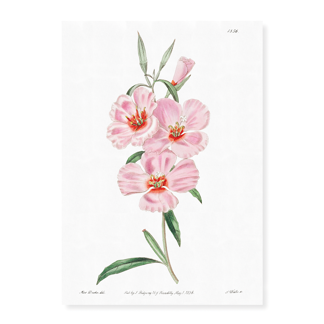 Ruddy godetia - Art Print