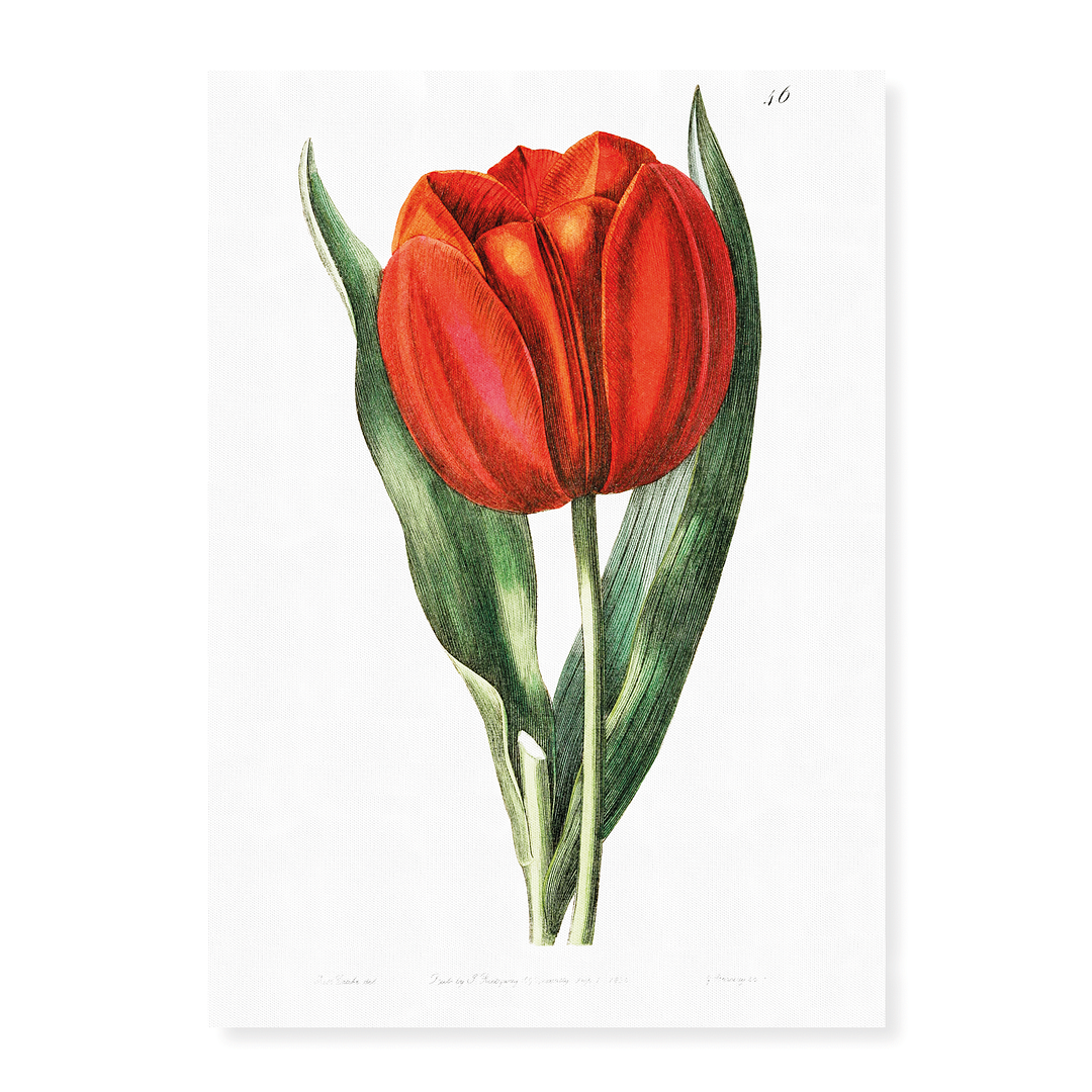 Gesner's tulip - Art Print