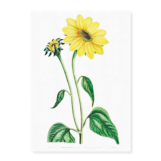 Trumpet stalked sunflower - Art Print