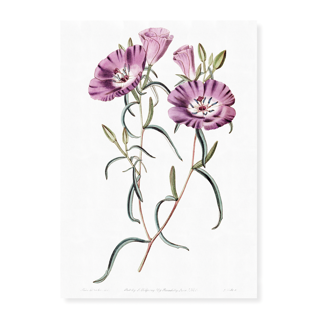 Large Purple Chilian Evening Primrose - Art Print