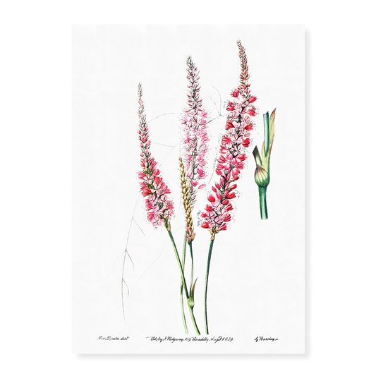 Stem-clasping polygonum - Art Print