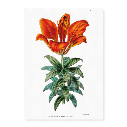 Blood red lily - Art Print