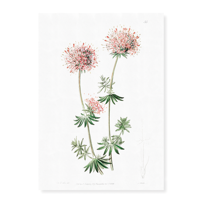 Long-styled crucianella - Art Print