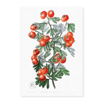 Sweetest-scented hawthorn - Art Print