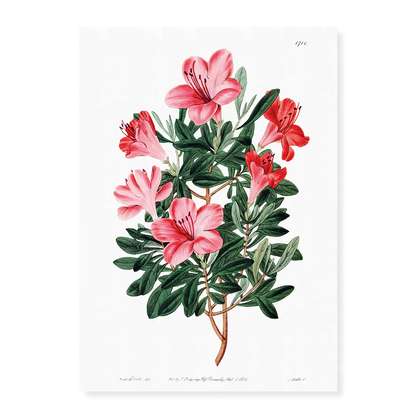 The brick-red Chinese azalea - Art Print