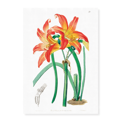 Meadow habranthus - Art Print