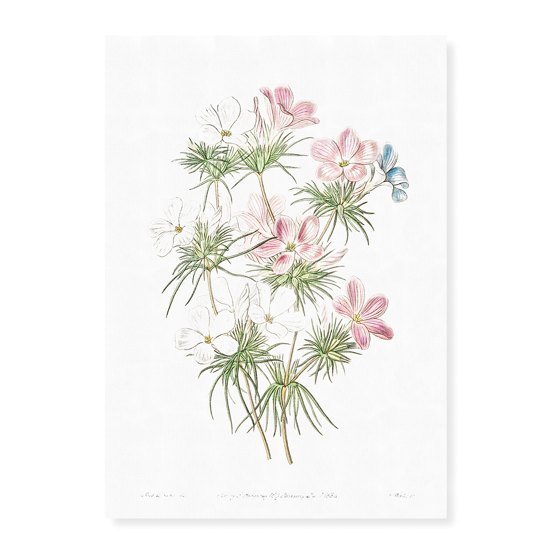 Thick-flowered slender-tube - Art Print