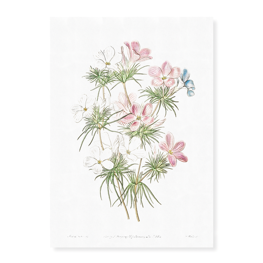 Thick-flowered slender-tube - Art Print