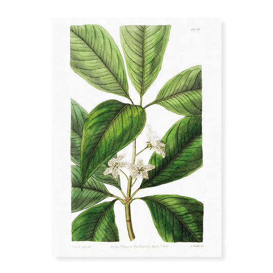 Large-leaved tristania - Art Print