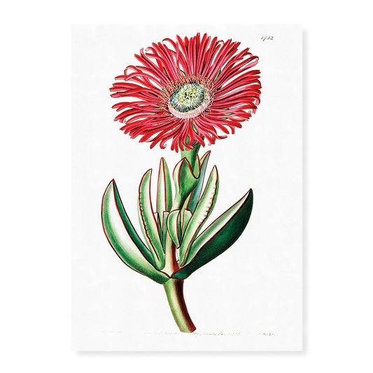 Red-Edged Fig Marigold - Art Print