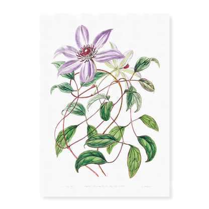 Violet clematis flower - Art Print