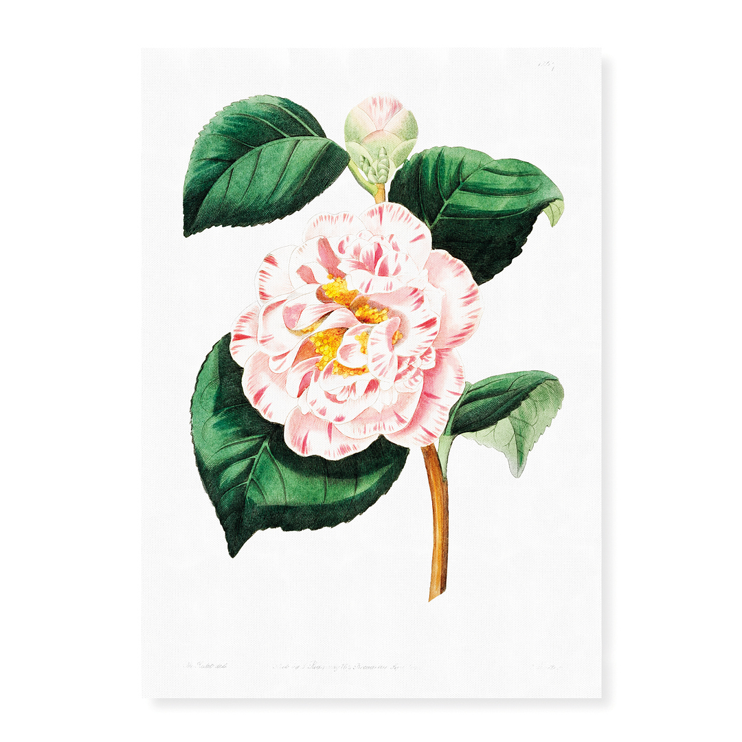 Gray's invincible camellia - Art Print