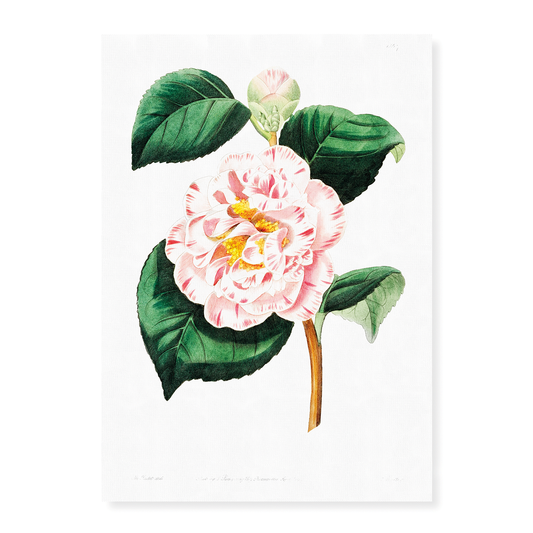 Gray's invincible camellia - Art Print