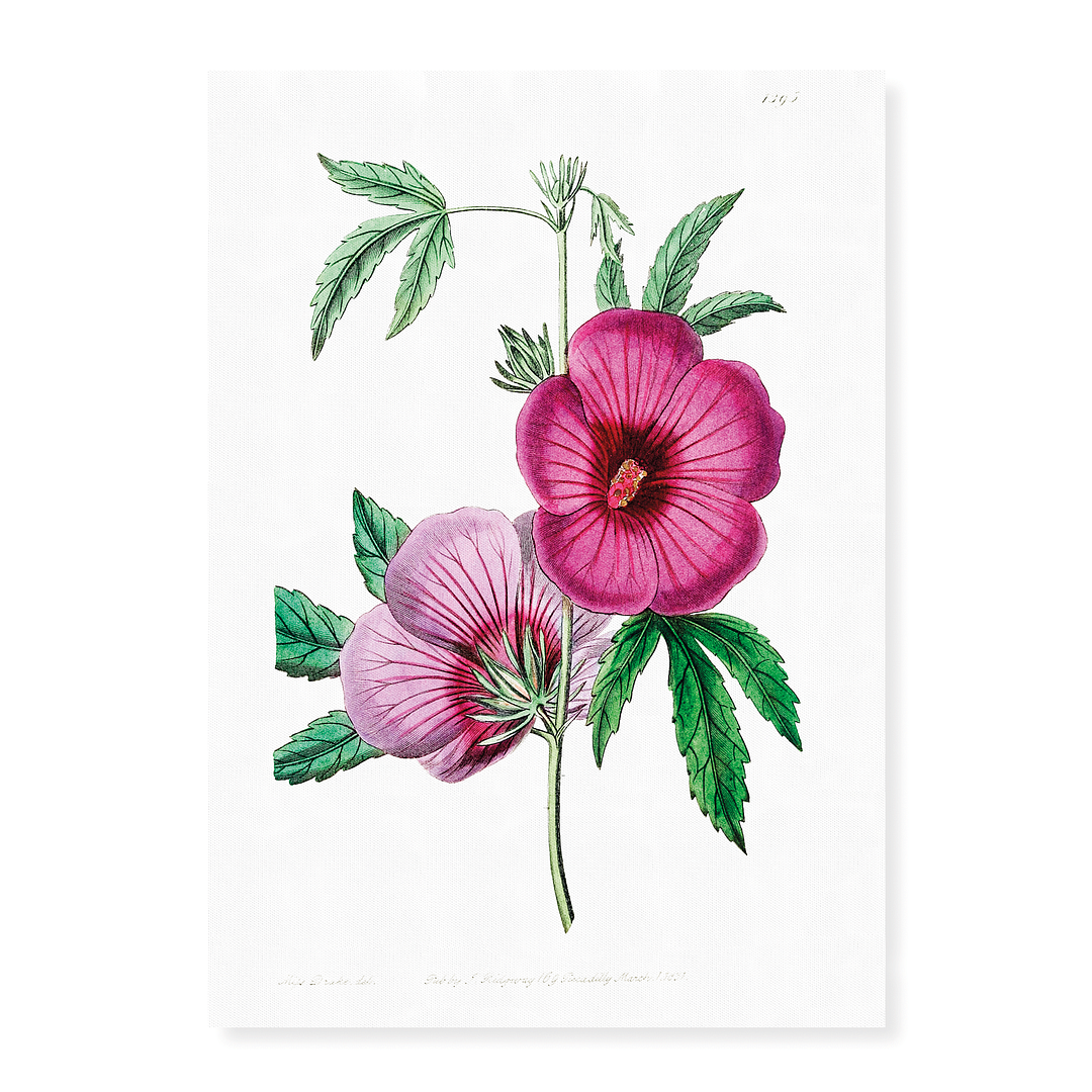 Mr.Lindley's Hibiscus - Art Print