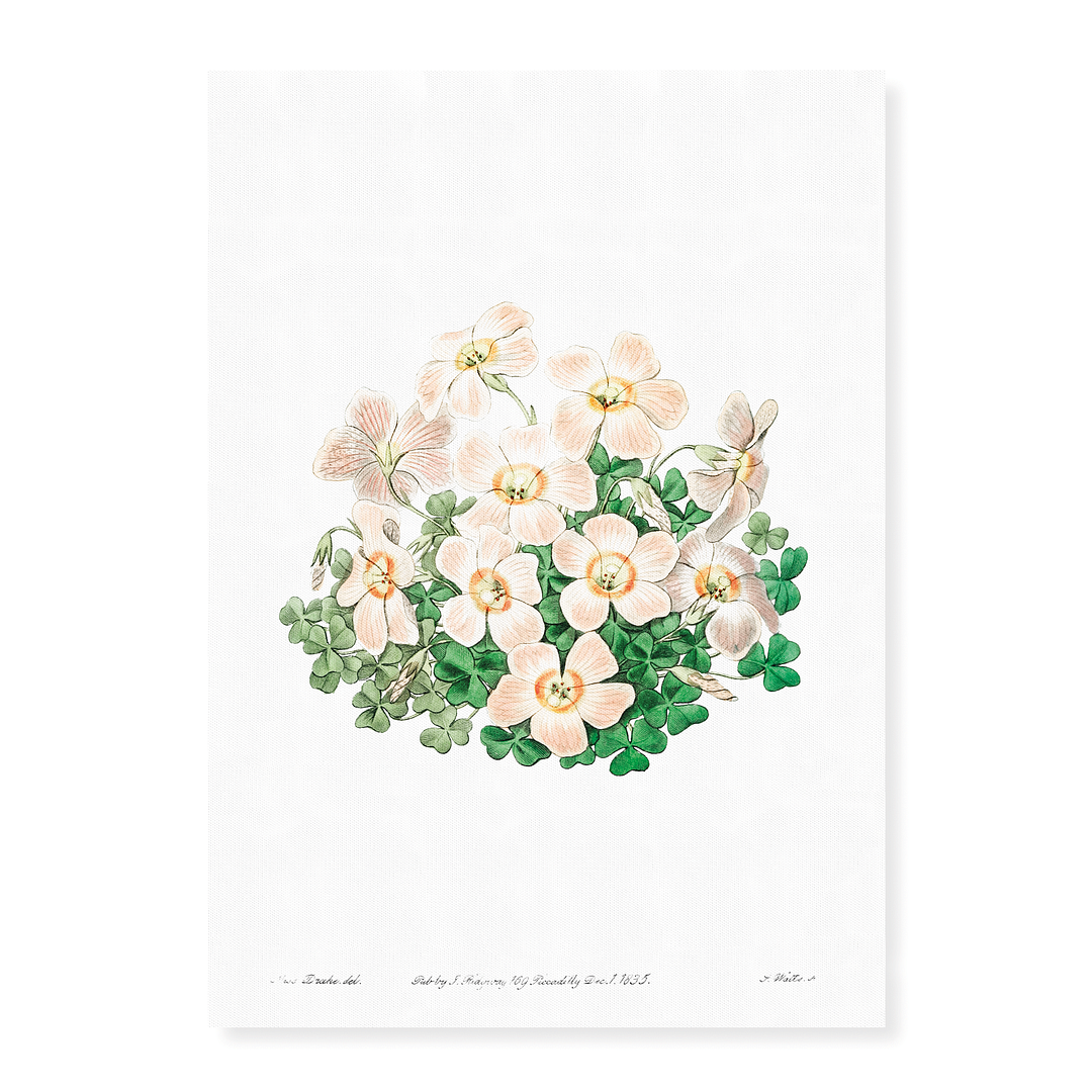 Piotta's oxalis flowers - Art Print