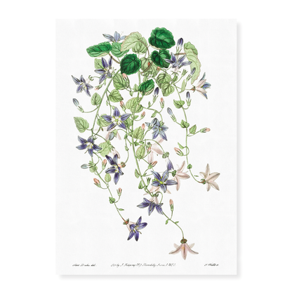 The harebell of St.Angelo - Art Print