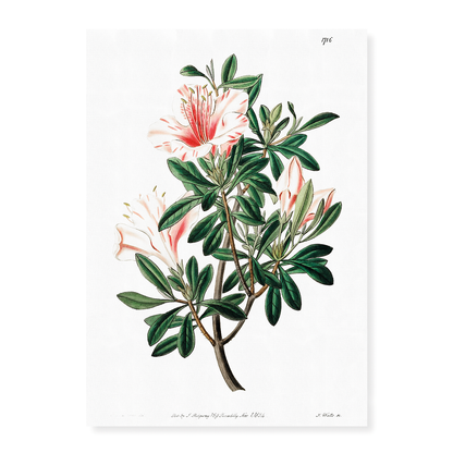 The variegated Chinese azalea - Art Print