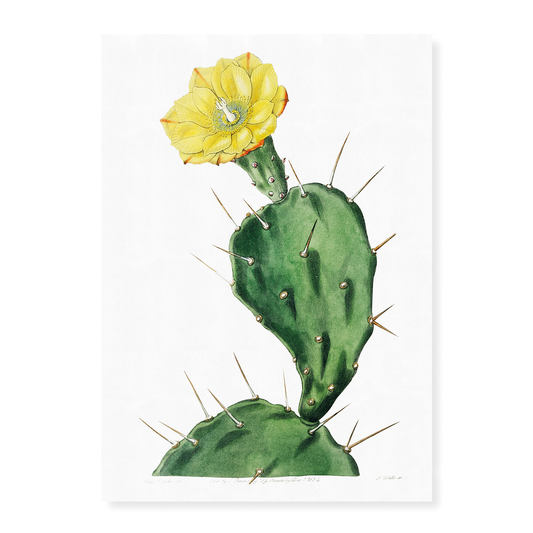 One spined opuntia - Art Print