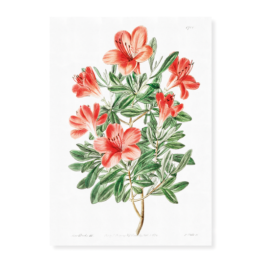 The brick-red Chinese azalea - Art Print