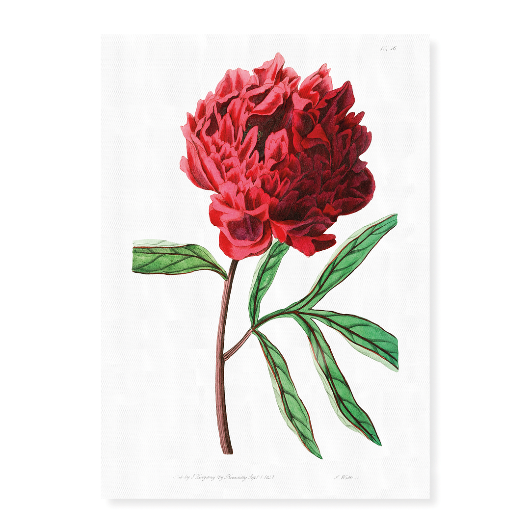 Pott's Chinese peony - Art Print