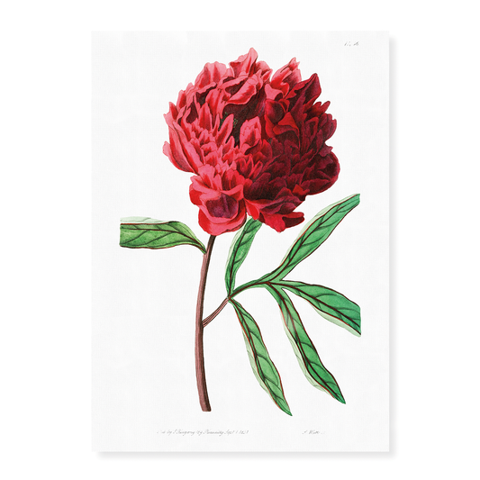 Pott's Chinese peony - Art Print