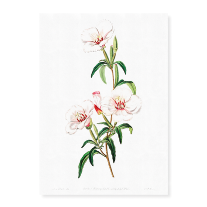 Wine-stained godetia - Art Print