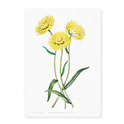 Two-coloured Helichrysum - Art Print