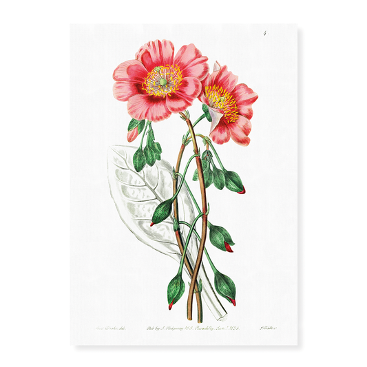 Discolored calandrinia - Art Print