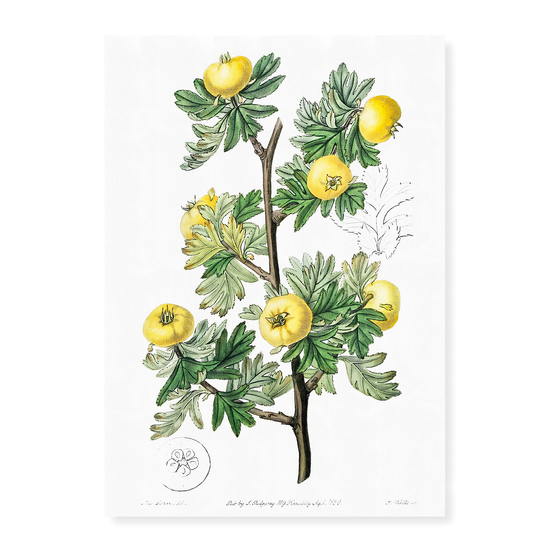 Tansy-leaved hawthorn - Art Print