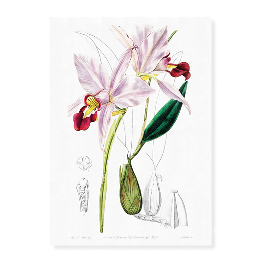 Bordered dwarf cattleya - Art Print